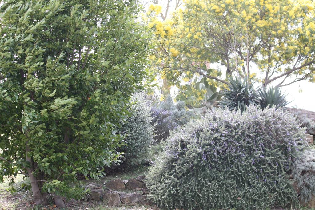 Agriturismo Podere Verdicchio Scansano Ngoại thất bức ảnh